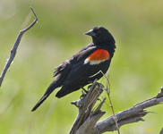 Red winged Blackbird 5403